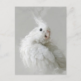 Cartão Postal cockatiel, pássaro, bonito, animal de estimação, a