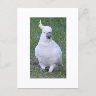 Cartão Postal Cockatoo