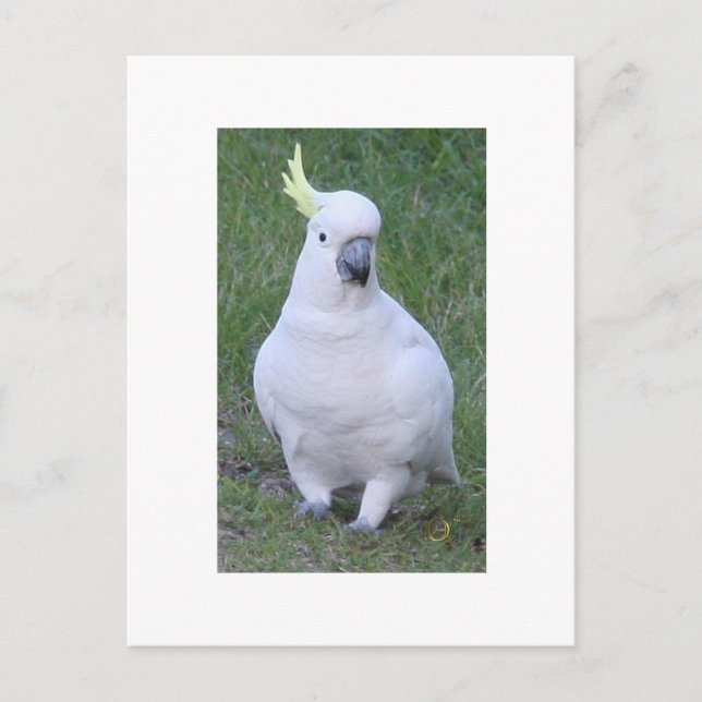Cartão Postal Cockatoo (Frente)