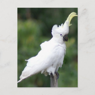 Cartão Postal Cockatoo