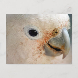 Cartão Postal Cockatoo