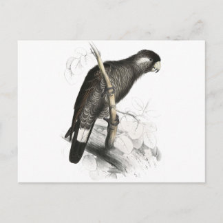 Cartão Postal Cockatoo de Baudin por Edward Lear