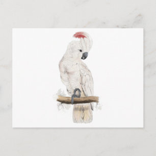 Cartão Postal Cockatoo de Cisão de Salmão por Edward Lear