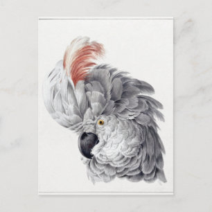 Cartão Postal Cockatoo Head (1725–1792) pintura em