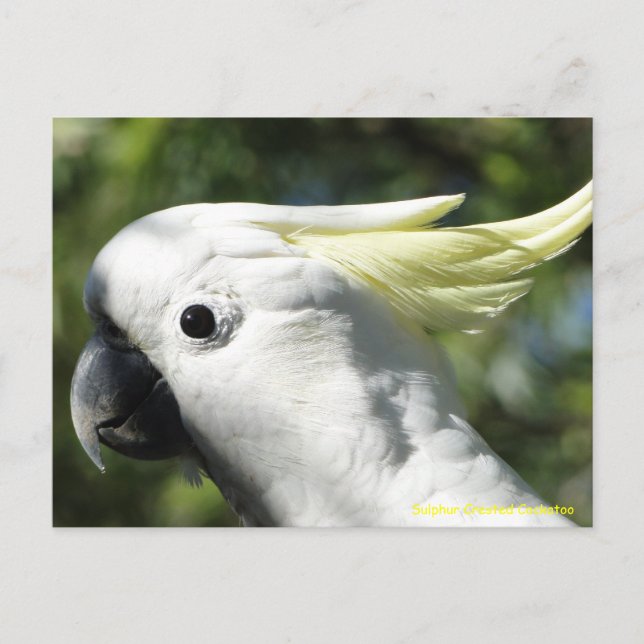 Cartão Postal Cockatoo Penteado (Frente)