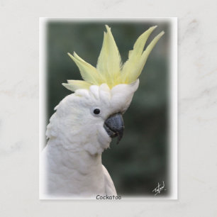 Cartão Postal Cockatoo Penteado de Enxofre 9Y331D-005