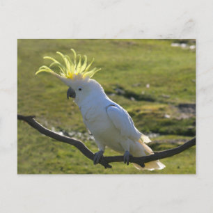 Cartão Postal Cockatoo Prendido de Enxofre Amarelo australiano