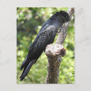 Cartão Postal Cockatoo Preto De Altura Vermelha