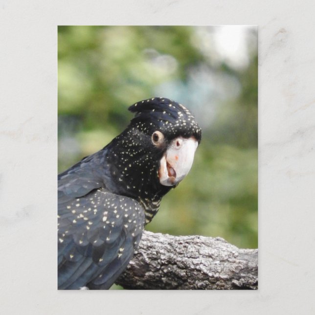 Cartão Postal Cockatoo preto de cauda vermelha (Frente)