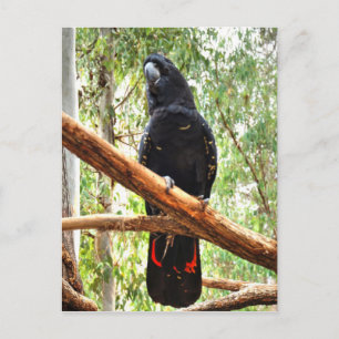CARTÃO POSTAL COCKATOO QUEENSLAND AUSTRÁLIA
