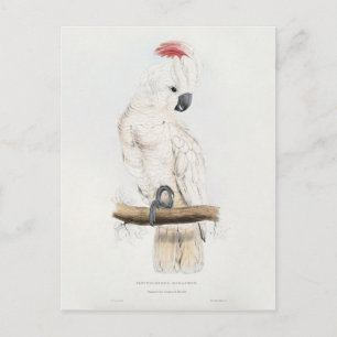 Cartão Postal Cockatoo Salmão-com crista