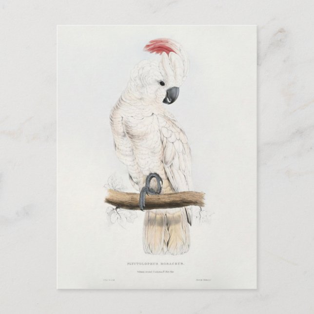Cartão Postal Cockatoo Salmão-com crista (Frente)