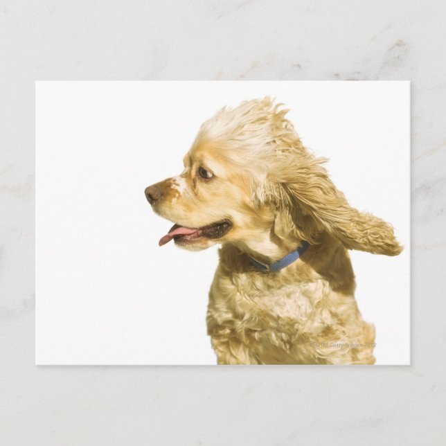 Cartão Postal Cocker Spaniel (Frente)