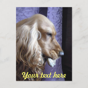 Cartão Postal Cocker Spaniel