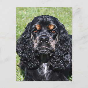 Cartão Postal Cocker Spaniel