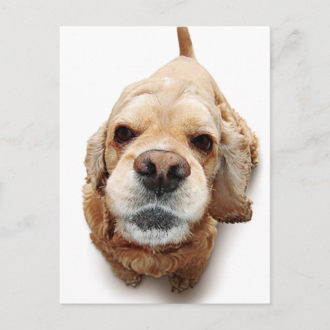 Cartão Postal Cocker Spaniel (Frente)