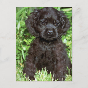 Cartão Postal Cocker Spaniel Americano