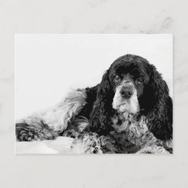 Cartão Postal Cocker Spaniel Fofo