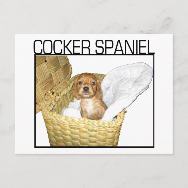 Cartão Postal Cocker Spaniel Puppy! (Frente)