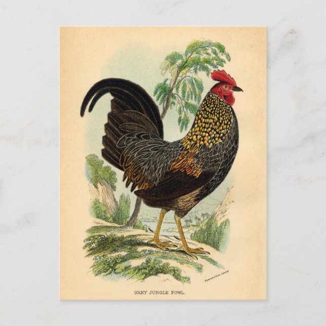 Cartão Postal Cockerel de galeria antiquada com Impressão (Frente)