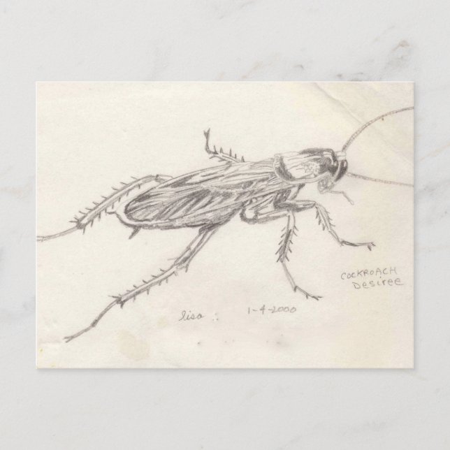 Cartão Postal Cockroach Desiree (Frente)