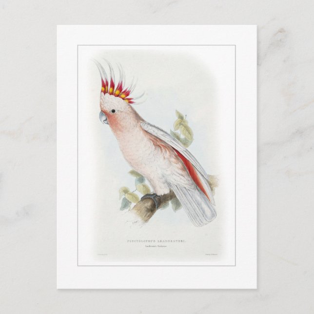 Cartão Postal Cocô de Leadbeater (Frente)