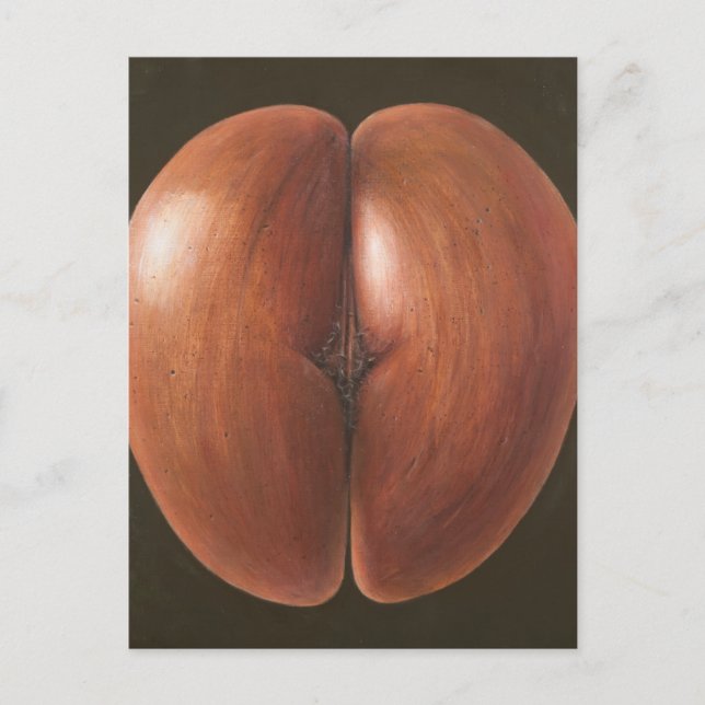 Cartão Postal Coco de Mer Maldivas 2012 (Frente)