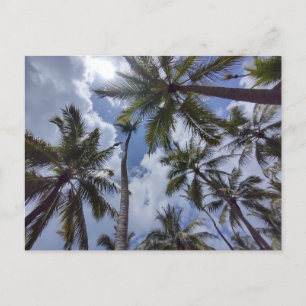 Cartão postal COCO PALMS nº 2