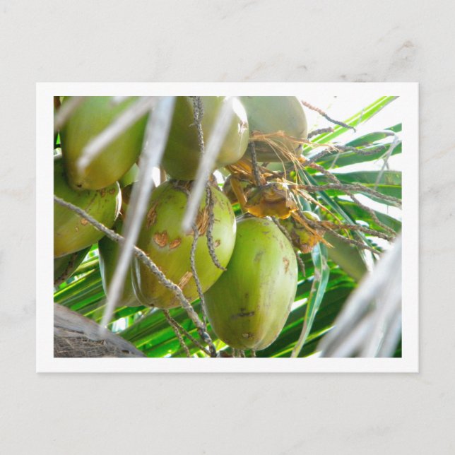 Cartão Postal Cocos em Palmtree (Frente)