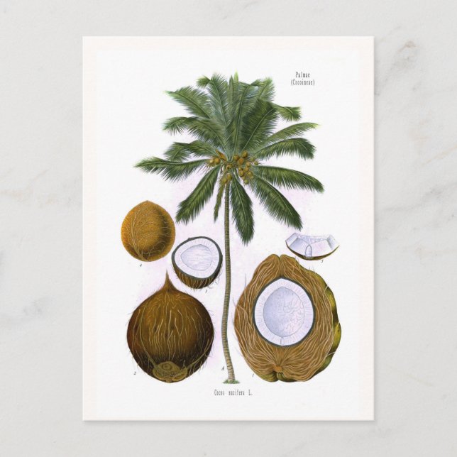 Cartão Postal Cocos nucifera (coco palm) (Frente)