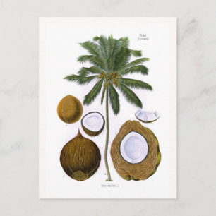 Cartão Postal Cocos nucifera (palma de coco)