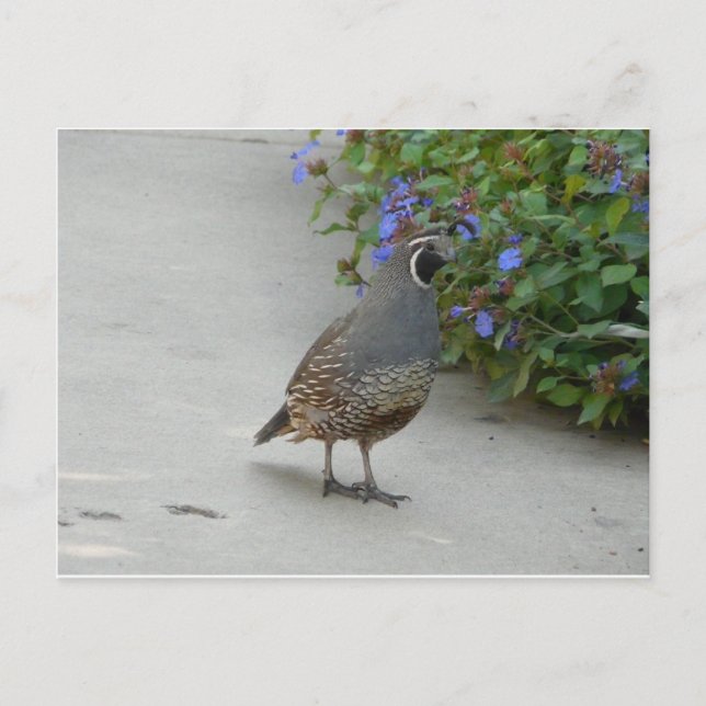Cartão Postal codorna (Frente)