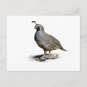 CARTÃO POSTAL CODORNIZ-DA-CALIFÓRNIA