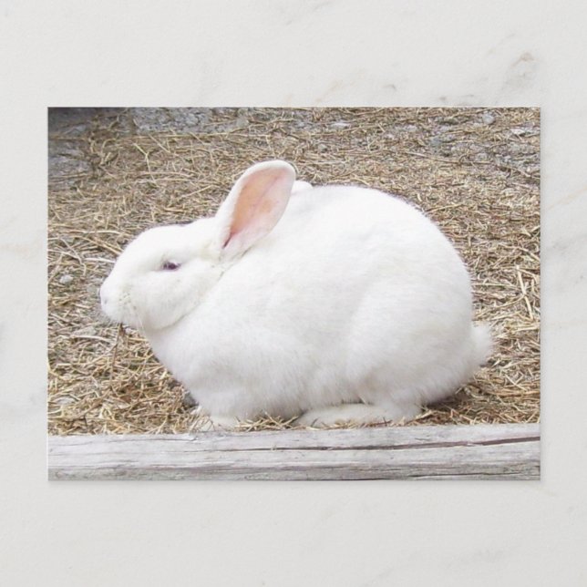 Cartão Postal Coelhinho Branco fofinho (Frente)