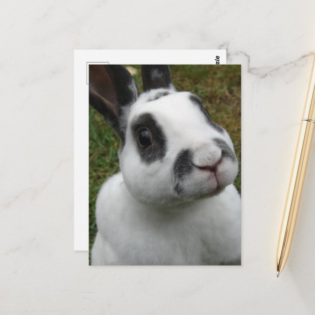 Cartão Postal Coelho Adorável (Frente/Verso In Situ)