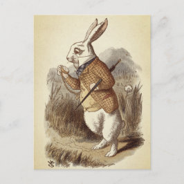 Cartão Postal Coelho Branco