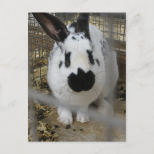 Cartão Postal Coelho com manchas