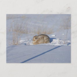 Cartão Postal Coelho Cottontail R5 na Neve
