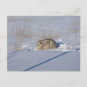 Cartão Postal Coelho Cottontail R5 na Neve