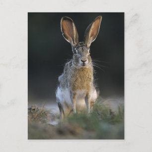 Cartão Postal Coelho-de-cauda-negra, Lepus californicus, 2