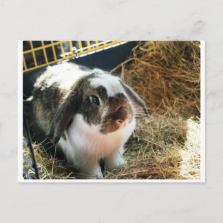 Cartão Postal Coelho de Mini Lop Pet