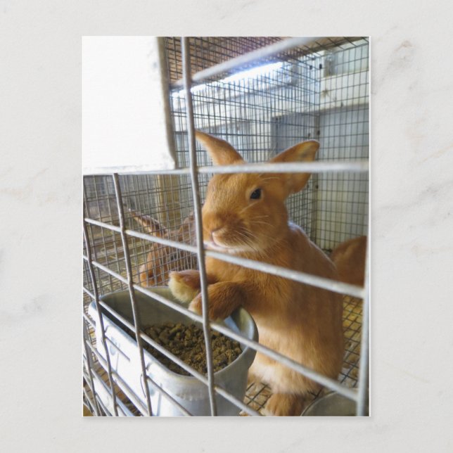 Cartão Postal Coelho de Tan (Frente)
