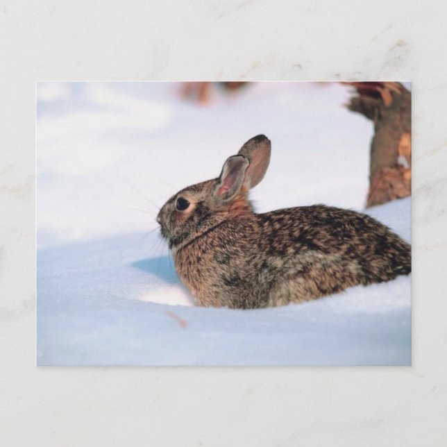 Cartão Postal Coelho Inverno (Frente)