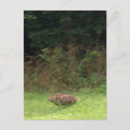 Cartão Postal Coelho na Corrida