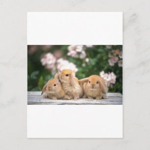 Cartão Postal coelhos amorosos