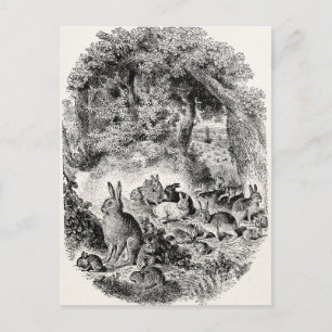 Cartão Postal Coelhos coelhos coelhos coelhos coelhos 1800