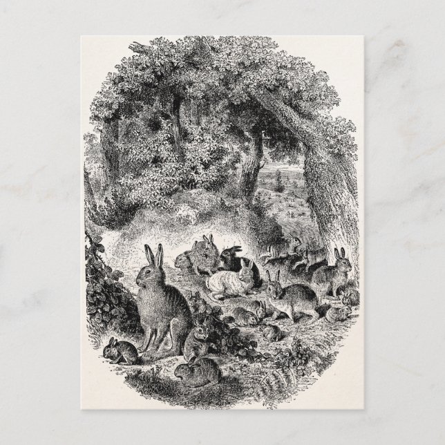 Cartão Postal Coelhos coelhos coelhos coelhos coelhos 1800 (Frente)