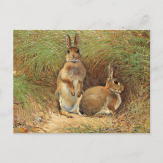Cartão Postal Coelhos de Victor Stoetzner-Lund