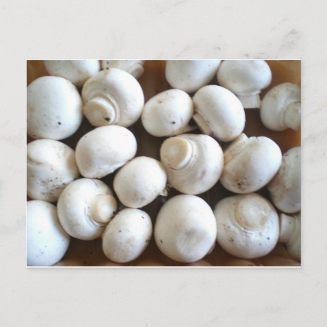 Cartão Postal Cogumelo (Frente)