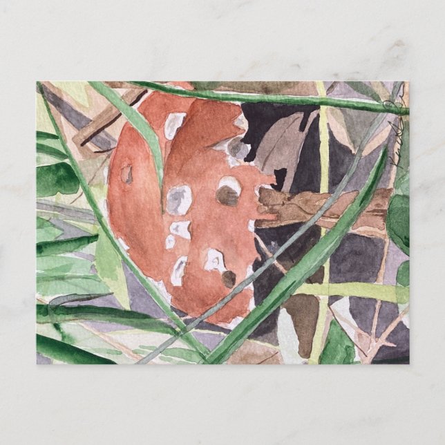 Cartão Postal cogumelo (Frente)